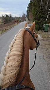 Uteritt med #LizBelando #haflingerhingst och #Rociana #haflinger. Pigga och glada hästar som skötte sig utmärkt och tyckte det var härligt att komma ut en sväng! 🦄🦄 #stiernaequsportswear #dunstan | Stall Liori