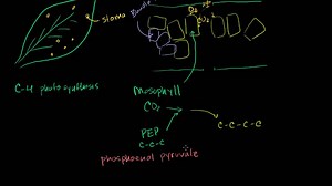 C4 photosynthesis