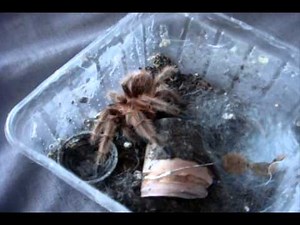 Tarantula Feeding Video 95 with 77 Inverts :)