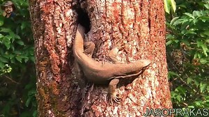 Bengal Monitor Lizard | Wild life and Nature Photography