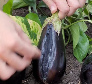 Look at these amazing plant tricks to make them bloom: | Transformazing