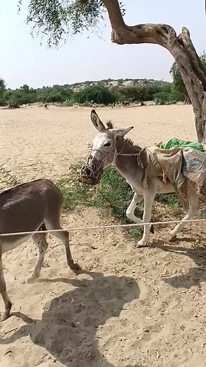 31K views · 69 reactions | Mask donkey jungle village video happy...