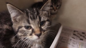 104 reactions · 43 shares | These three little dolls were found on a demolition site. They are totally adorable and sweet. Stop in to meet them and prepare to fall in love! For adoption at the TLC Animal Shelter, 13016 W 151st Street, Homer Glen, Il. 708 301 1594 | Tender Loving Care Animal Shelter | Facebook