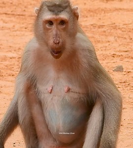 7.4K views · 43 reactions | OOp painfully react when baby being find way out stronger | Wild Monkey Zone | Facebook