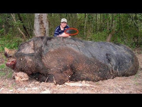 10 Shocking Mutant Animal Discoveries
