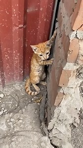 Full rescue story here 👉 https://rescueus.themtraicay.com/3314/23/ | Vincenzo