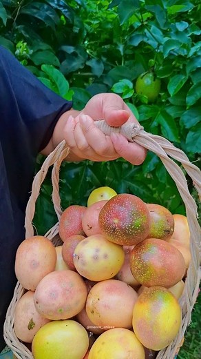 harvest tayo ng passion fruit!😋😍 #harvest #harvesting #passionfruit #garden #gardening #gardenreel #harvesttime #harvestseason #passionfruits #foodreel | Mama Chie