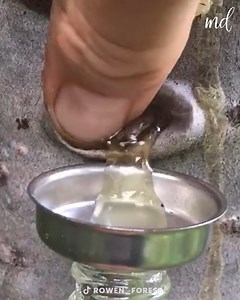 Getting tree medicine from the subalpine fir | This Is Brainy