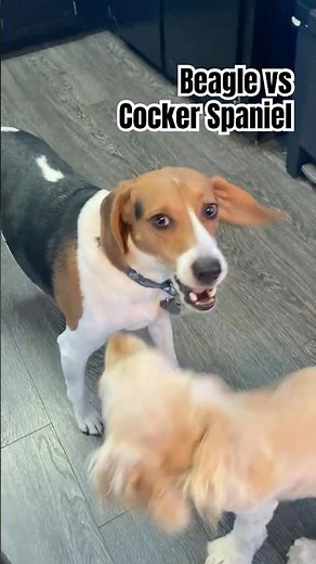 Cute Beagle plays with Cocker Spaniel puppy #beagle #cockerspaniel #puppyplaying