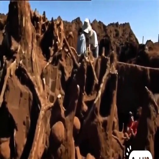 Ano ang mangyayari kung mag-iniksyon ka ng 10 toneladang slurry ng semento sa mga butas ng langgam? | Ong Bắp Cày