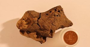 This Is the First Fossilized Dinosaur Brain Ever Found