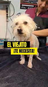 5.3K views · 644 reactions | Este viejito necesita ser operado URGENTEMENTE. Si quieres ayudarnos a darle una mejor vida, te dejo los datos aquí abajo  Banco Pichincha Cta. Ahorro 2201311419 Christian Ramírez CI : 1753098985 Gracias por apoyarnos a salvar y cambiar vidas ❤✨ | Camilo en Acción Animal | Facebook