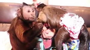 126K views · 10K reactions | MonkeyBoo invites his girlfriend MonkeyMeela over for date night!  They share a snack and love on each other! These little monkeys are so sweet!  | MonkeyBoo | Facebook