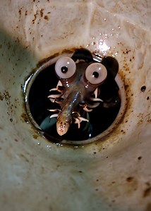 63K views · 32 reactions | AI-Created Horror: Strange Slime Worm Crawls Out of Sink! | Street Belle Fashion | Facebook