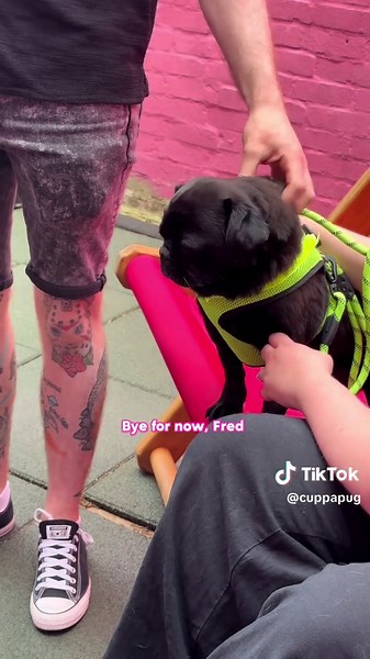 Adopt a Pug: Fred's Heartwarming Journey to a New Home