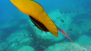 2.1K views · 114 reactions | The Cortez Club on Reels | Facebook