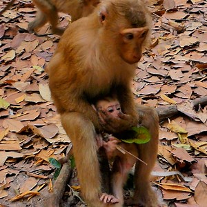 Amanda Want to be a good mom ask Libby carry baby Lily for example | Monkey JoJo