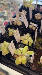 5.7K views · 81 reactions | Finest Drosera & Pinguicula found here #everevolvingexotics #carnivorousplants #sundew #butterwort #terrarium #bioactive #reptileshop #tucson #arizona | Ever Evolving Exotics | Facebook