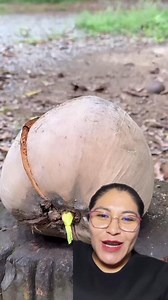 Conocían esta forma de abrir un coco #fblifestyle | Tramando Ideas