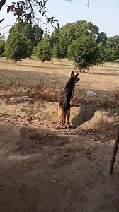 Brownie Gsd short coat | Gull Terr Kennel