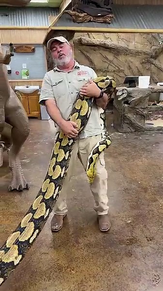 Absolutely Huge Gorgeous Tiger Retic!! ??