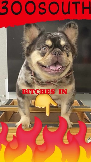 Dirty Dianna AKA dd Anarchy Butterball 300SOUTH In heat | Akil Webb