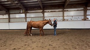Meant To Be Good 2012 Model • Sorrel Gelding • 16.1H Zippos Mr Good Bar x Suddenly Sophie All Around Deluxe Gelding! “Kevin” is super sweet to be around. He has a total of 357.5 total life points in the amateur, youth, and open divisions. He has been shown in the HUS, EQ, SMS, HMS, & Performance Halter. He has earned several circuit champions & high point all arounds. Excels in the Eq, HUS, and SMS For more information please contact Mark Harrell @ 618-407-3221. For more videos please visit our 