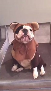 Universal language of Ewoks. Do you understand it? #Ewok | Manny The Frenchie