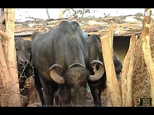 Maldhari tribals breed Indian rural Buffaloes for meat and milk: attractive woman sends them off