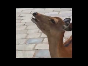 Screaming deer #deer #screaming #scream #screamingdeer #animal #meme