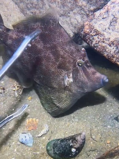 Deep Sea Girl Catches Sea Cucumbers
