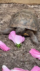 Chattahoochee Nature Center on Reels