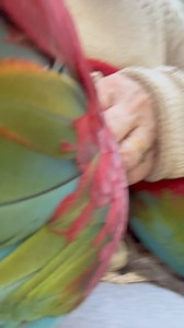 39K views · 2.5K reactions | The Greenwing Floofmeisters.. there is not enough of me to spread myself around all 3 together. 藍藍 Such gentle, affectionate babies.. and absolutely thriving . Need to make time this week for more desensitising and basic training… it’s so hard not to go in and just love on them though  | Macaws And More | Facebook