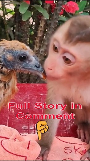 full video story in first comment #monkey #monkeys #mokeylovely #monkeyadorable #monkeylife #monkeybaby #reels | Monkey TAB