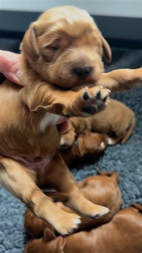 Mama Kitt and her beautiful growing goldendoodle pups! #goldendoodlepuppies | Shining Star Doodles