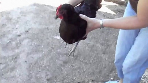 How to pick up and hold a chicken