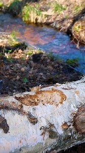 Fireless Boiling in a Tree Trunk | Crafty Panda How