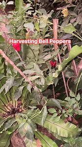 Harvesting bell peppers #harvest #harvesting #bellpepper #harvestingbellpepper | Renz blog