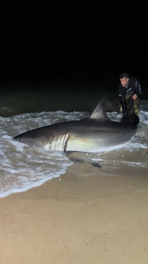 100K views · 27K reactions | The Apex of the ocean #lisharkman #fish #fishing #shark #sharks #waves #florida #longisland #beach #fun #ocean #tagandrelease #summer #crazy #viral #sharkfishing #1stphorm #xpece #lightstrikepartner #bluetti #kastking | Lisharkman | Facebook
