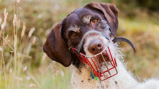 Conservation Dogs Programme