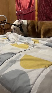 1.2K views · 66 reactions | Mannnnn mannnnn 臘‍♀️ | Boss Thomas | Facebook