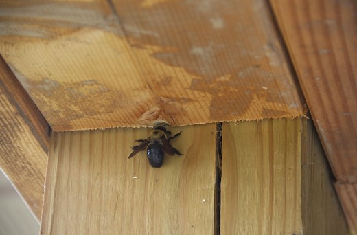 How To Get Rid Of Carpenter Bees Fast—And Stop New Holes From Forming