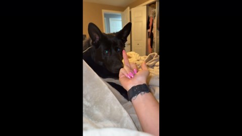 German Shepherd playfully bites owner’s hand after cheeky gesture in Saint Clair, Michigan, USA