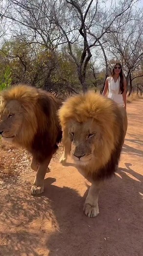 Andar com leões na África do Sul: onde é permitido?