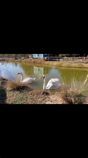 Two swans a swimming. #emeraldcoastzoo #swan #onthe4thdayofjanuary | Emerald Coast Zoo