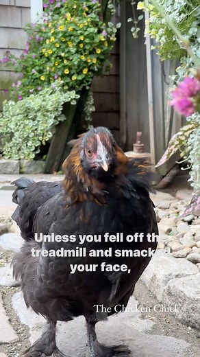 6.2K views · 874 reactions | She ain’t lyin’. | The Chicken Chick | Facebook