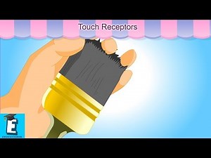 Touch Receptors Learn for Children and Kids | EDUKID Learning