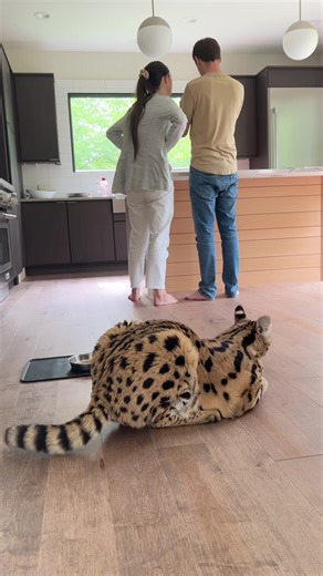 Giving Chloe her medicine for the first time 😳 Solensia™ (frunevetmab injection) | Chloe the Serval