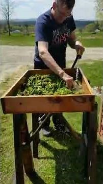 Homemade fiddlehead cleaner