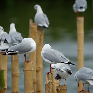 Black-headed gull - Bird Very beautiful | Review Bird Nest